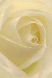 This intimate close-up draws you inside the delicate embrace of a cream-white rose, as if you're nestled among its petals in a Bromley Common florist's studio. Each spiral of the bloom is a study in gentle luminosity-ivory layers highlighted by soft, natural light reminiscent of an early walk in Norman Park. The unfolding petals appear almost weightless, their silk-like texture faintly glistening as if touched by morning dew. Between each fold, fine shadows lend depth and subtle movement, echoing the peaceful ambience found in the hidden gardens of the neighbourhood. There's a lingering whisper of floral fragrance-sweet and understated, much like the quiet gestures of care exchanged amongst close-knit Bromley Common families. This rose, chosen for its quiet power and artistry, becomes a heartfelt symbol for new beginnings, sympathy, or admiration, its purity and grace radiating comfort with every glance.